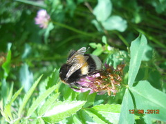 Bombus