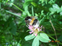Bombus