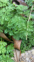 Torilis nodosa