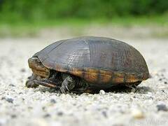 Kinosternon subrubrum subrubrum