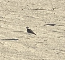 Charadrius vociferus