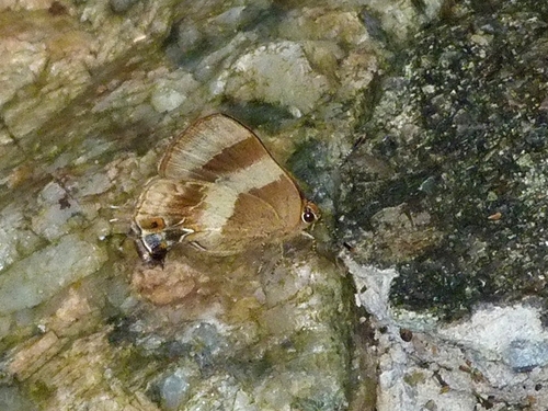Arzecla arza
