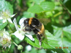 Bombus