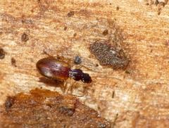 Oxypselaphus obscurus