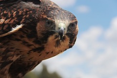 Geranoaetus polyosoma