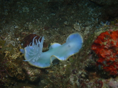 Ardeadoris egretta