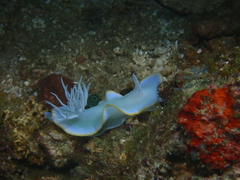 Ardeadoris egretta