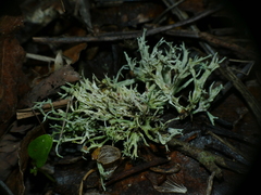 Ramalina fastigiata