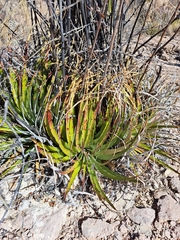 Hechtia texensis