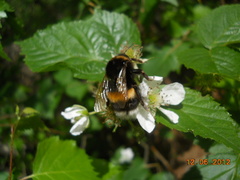 Bombus