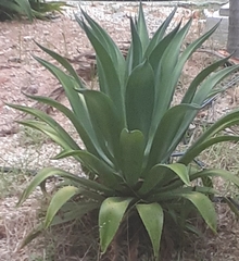 Agave desmettiana
