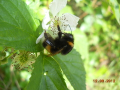 Bombus
