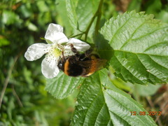 Bombus