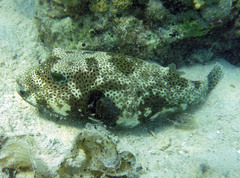 Arothron stellatus
