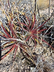 Hechtia texensis