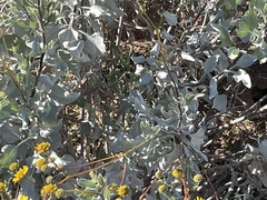 Encelia farinosa