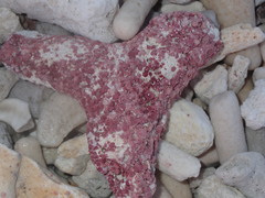 Homotrema rubrum