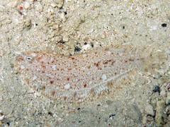 Aseraggodes melanostictus