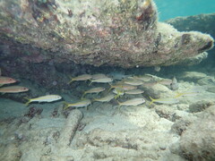 Mulloidichthys martinicus