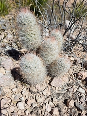 Escobaria tuberculosa