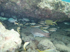 Mulloidichthys martinicus