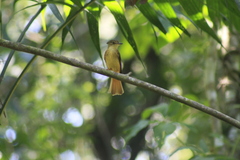 Onychorhynchus coronatus