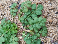 Agrimonia pilosa