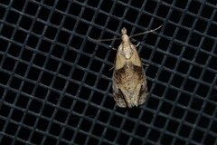 Phtheochroa