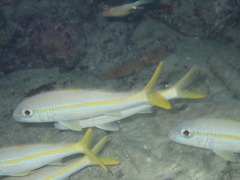 Mulloidichthys martinicus