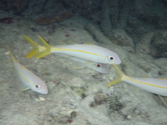 Mulloidichthys martinicus