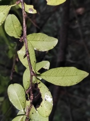 Maclura cochinchinensis