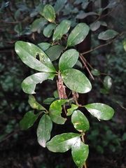 Maclura cochinchinensis