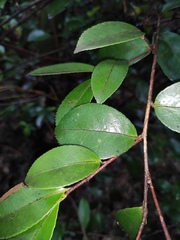 Camellia oleifera