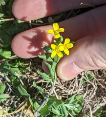 Physaria gracilis