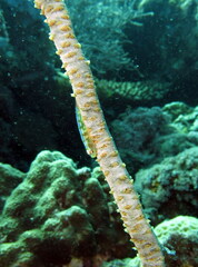 Bryaninops