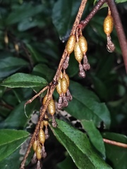 Elaeagnus pungens