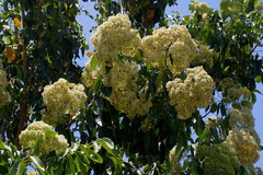 Flindersia brayleyana