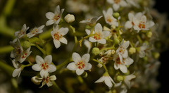 Flindersia brayleyana