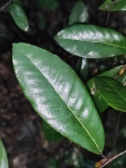 Elaeagnus pungens