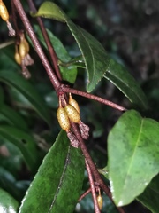 Elaeagnus pungens
