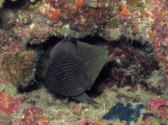 Calloplesiops altivelis