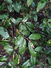 Elaeagnus pungens