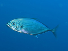 Craterognathus plagiotaenia