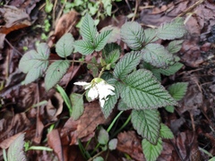 Rubus hirsutus