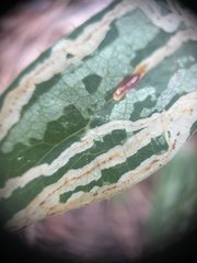 Marmara smilacisella