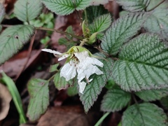 Rubus hirsutus
