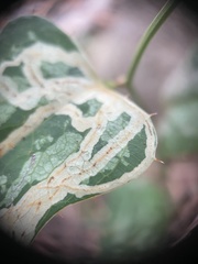 Marmara smilacisella