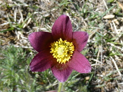 Pulsatilla rubra