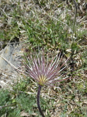 Pulsatilla rubra