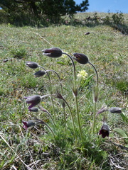Pulsatilla rubra